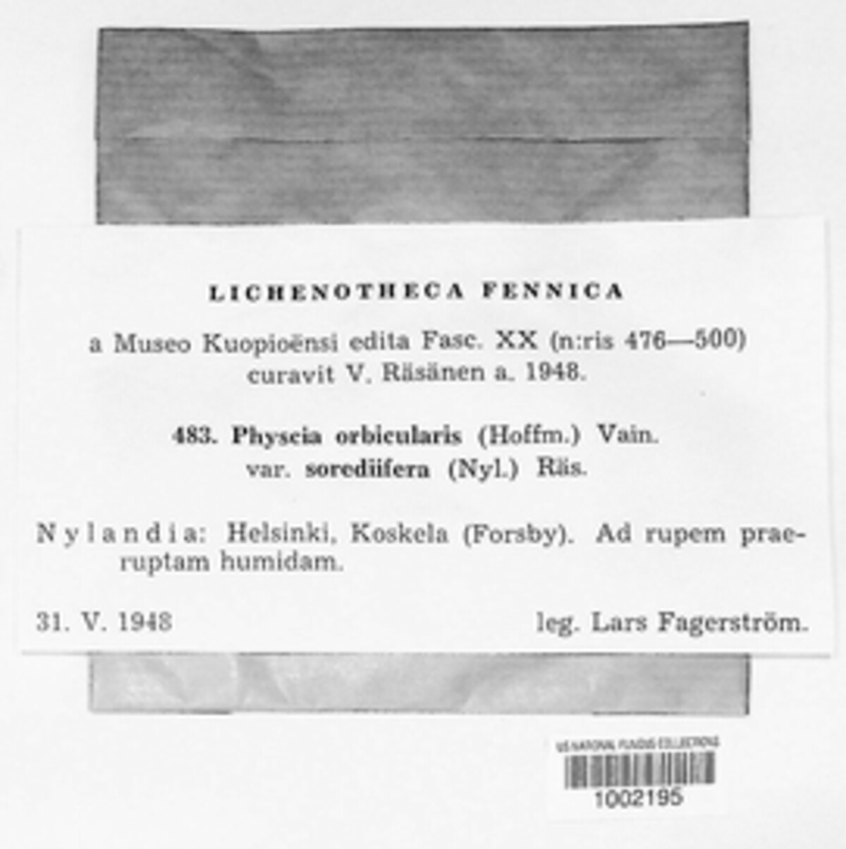 Physcia orbicularis var. sorediifera image